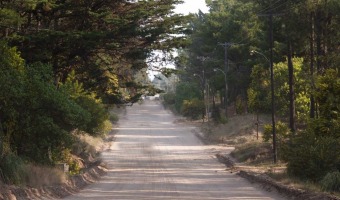 CULMIN LA POCA DE PODA, UNA CUESTIN AMBIENTAL